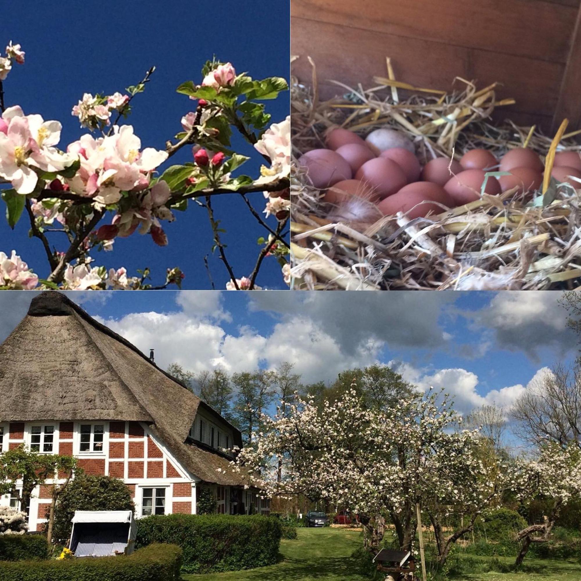 Altes Landhaus Oste, Klavier Appartement, 2 Zimmer Mit Kamin Hemmoor Luaran gambar